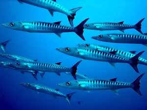 Animais característicos da região do Caribe - Barracuda