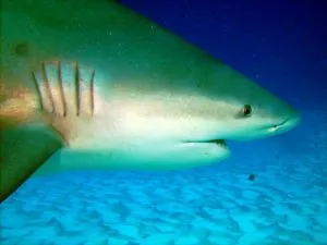Animais característicos da região do Caribe - tubarão-touro