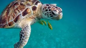 Animais característicos da região do Caribe - tartaruga-de-pente