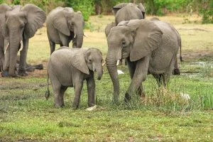 5 animais característicos da savana - Elefante