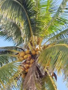 Plantas e árvores características da região do Caribe - Coco nucifera