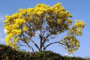 Plantas e árvores características da região do Caribe-Guayacán