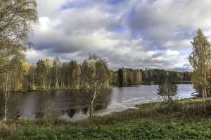 Que características tem a floresta finlandesa