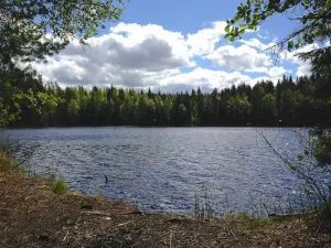 O que é a floresta finlandesa -