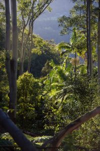 Quais são as características da floresta subtropical?
