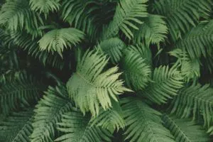 Que flora existe em uma floresta subtropical de coníferas?